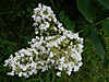 P7130168