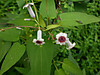 P7130194